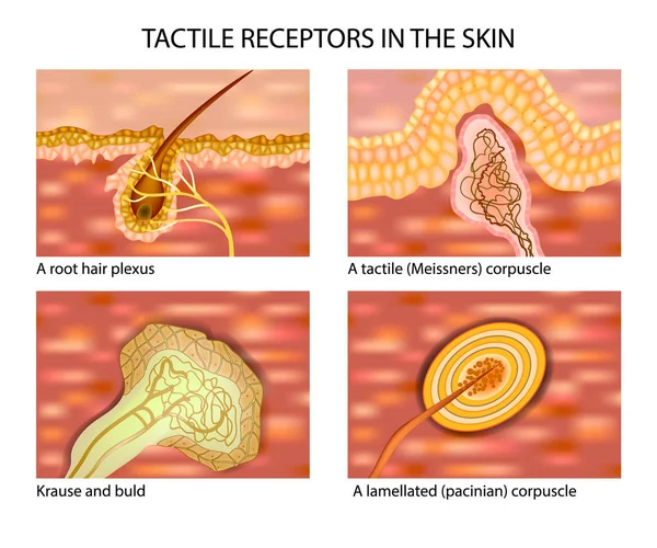 Receptores Táctiles Piel Toque Los Receptores Sensoriales — Vector de stock