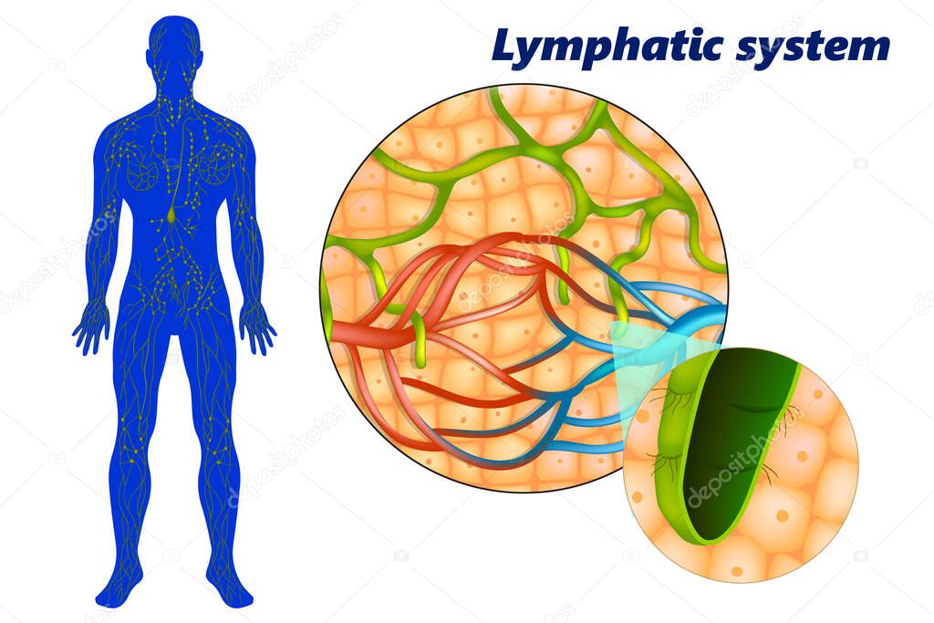 Human lymphatic system ( lymphoid system). Lymph capillaries in the tissue spaces