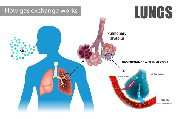 Alvéolos Pulmonares Possibilitam Trocas Gasosas Respiratórias —  Vetores de Stock