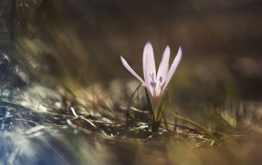 İlk bahar çiçekleri Gün doğumunda Bulbocodium versicolor