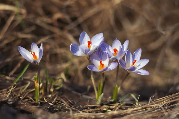 Primera primavera flores de azafrán al amanecer en un barranco —  Fotos de Stock