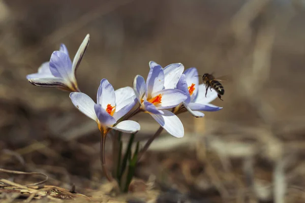 Las primeras flores de cocodrilo de primavera al amanecer con una abeja —  Fotos de Stock