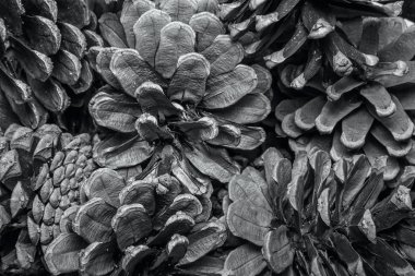 Kurutulmuş çam kozalakları closeup arka plan dokusu.