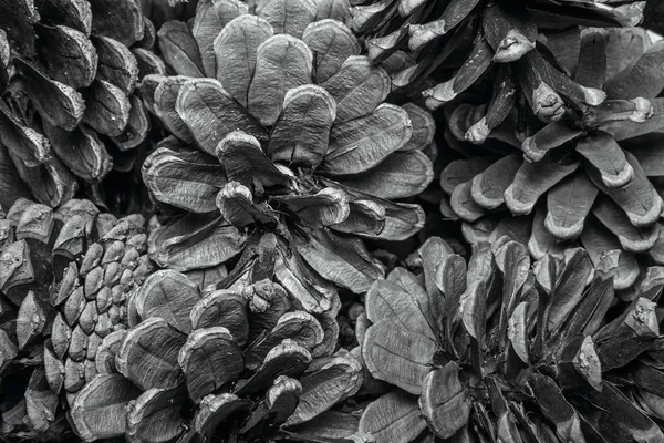 Kurutulmuş çam kozalakları closeup arka plan dokusu.