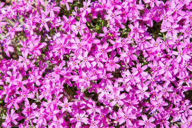 Mor phlox subulata. İlkbahar ve yaz küçük çiçekler açar. Arka planını çiçekler. Peyzaj tasarımı