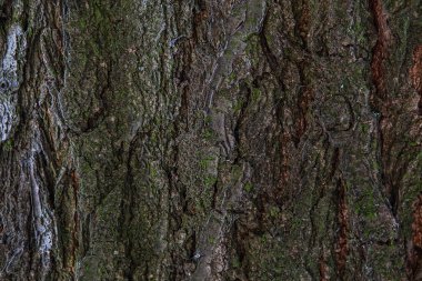 Ağaç kabuğu doku arka plan. Eski ahşap ağaç gövdesi dokulu deseni