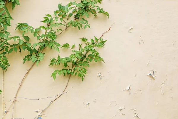 Peinture Craquelante Pelante Sur Mur Avec Une Plante Verte Tressée — Photo