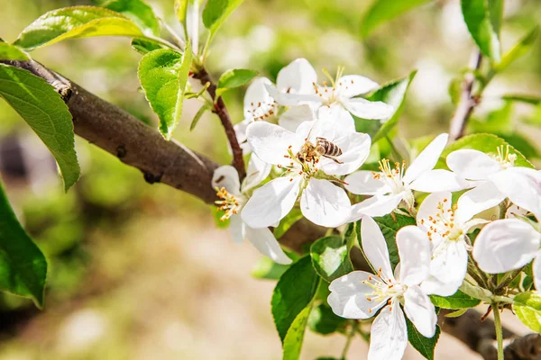 Méh Egy Virág Egy Virágzó Bokor Almafa Pollinates Neki Méhek — Stock Fotó