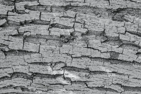 Fondo Textura Corteza Árbol Antiguo Árbol Madera Tronco Con Textura — Foto de Stock