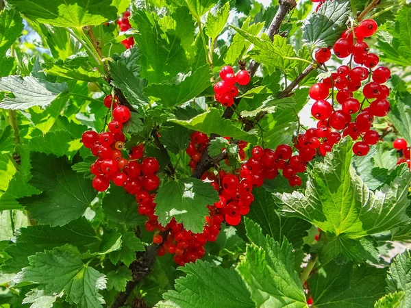 Bush bir bahçede çilek kırmızı kuş üzümü. — Stok fotoğraf