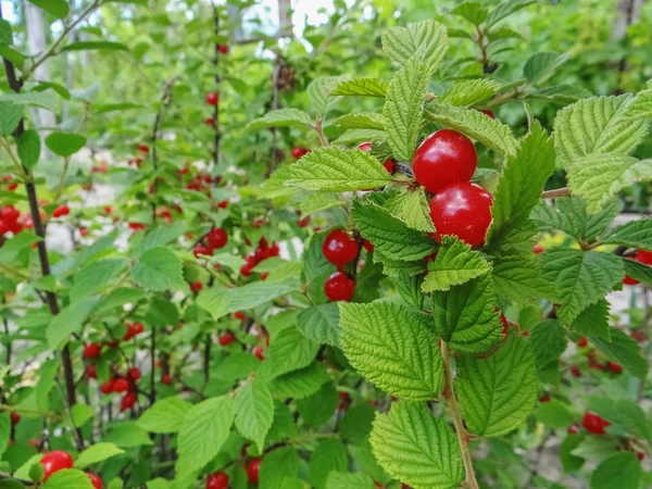 Nanking Bush Cherry. Nanking Cherry — Stock Photo, Image