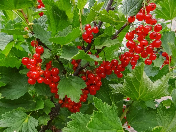 Bush of red currant berries in a garden. — Stock Photo, Image
