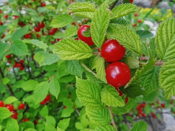 Red Nanking Bush Cherry in a garden. — Stock Photo, Image