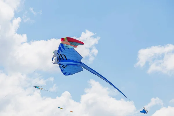 kites flying in a blue sky