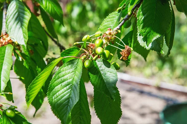 Ripening cherries on a tree in the garden on the farm. Unripe gr — Stock Photo, Image