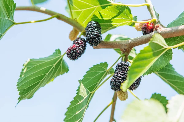 Fresh Mulberry Black Ripe Red Unripe Mulberries Branch — Stock Photo, Image