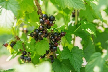 Bush blackcurrant çilek bir bahçe. Daldan asılı yaz güneş Grup olgun sulu blackberry, pırıl pırıl