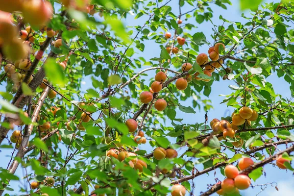 Ripe Sweet Apricot Fruits Growing Apricot Tree Branch Orchard Apricot — Stock Photo, Image