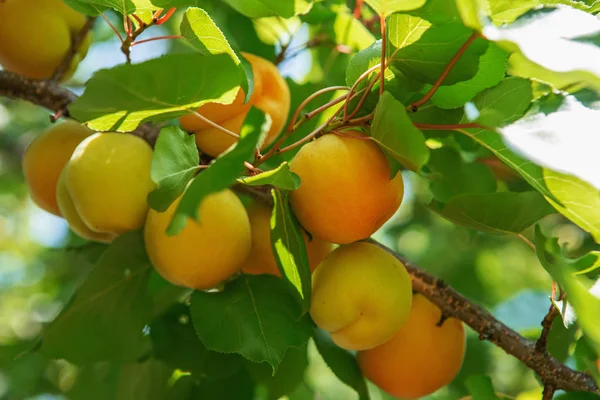 Ripe Sweet Apricot Fruits Growing Apricot Tree Branch Orchard Apricot — Stock Photo, Image