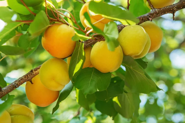 Ripe sweet apricot fruits growing on a apricot tree branch in or — Stock Photo, Image