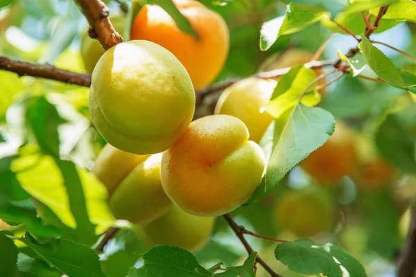 Ripe Sweet Apricot Fruits Growing Apricot Tree Branch Orchard Apricot — Stock Photo, Image