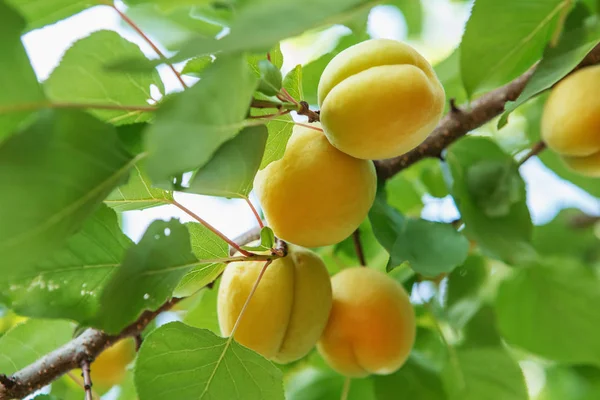 Ripe Sweet Apricot Fruits Growing Apricot Tree Branch Orchard Apricot — Stock Photo, Image