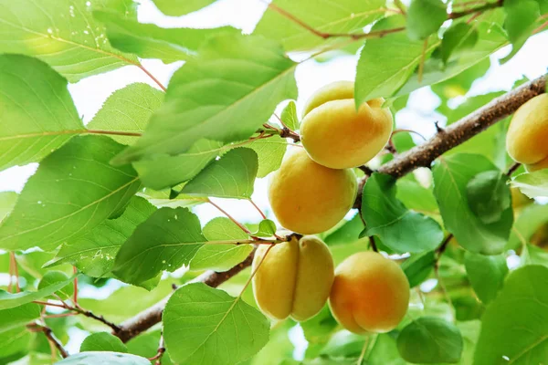 Ripe Sweet Apricot Fruits Growing Apricot Tree Branch Orchard Apricot — Stock Photo, Image