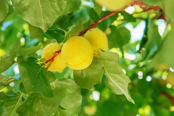 Fruits Abricot Doux Mûrs Poussant Sur Une Branche Abricot Dans — Photo