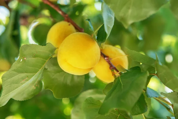 Ώριμα Γλυκό Βερίκοκο Φρούτα Αυξάνεται Ένα Υποκατάστημα Δέντρο Βερικοκιών Στο — Φωτογραφία Αρχείου