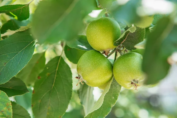 Apple Fruits Growing Apple Tree Branch Orchard Apple Ripening — Stock Photo, Image