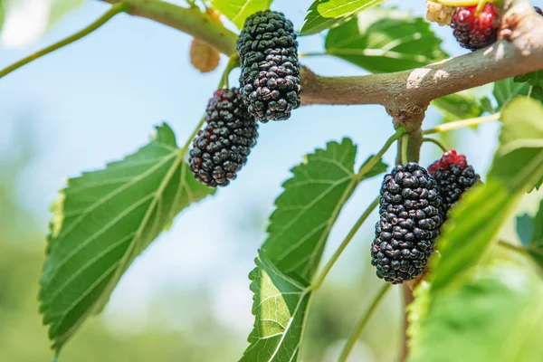 Fresh Mulberry Black Ripe Red Unripe Mulberries Branch — Stock Photo, Image