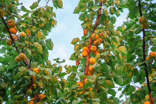 Ripe Sweet Apricot Fruits Growing Apricot Tree Branch Orchard Apricot — Stock Photo, Image