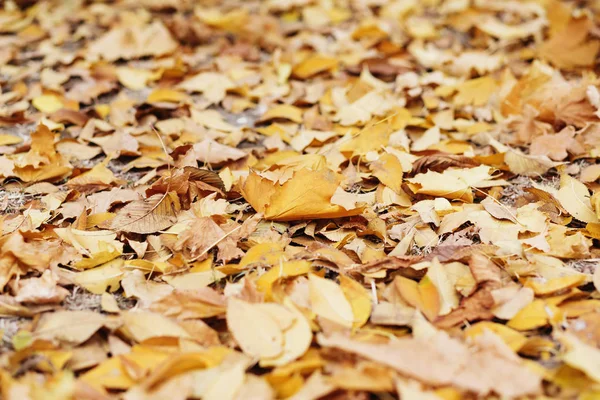 Groupe de fond feuilles d'automne orange. En plein air. Léa jaune d'érable — Photo