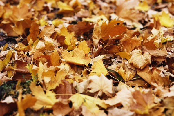 Feuillage d'automne. fond avec des feuilles colorées d'automne. Backgrou ! — Photo
