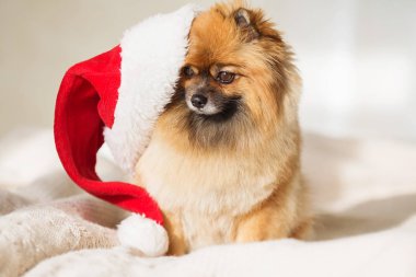 Noel köpek. mutlu yeni yıl kartı 2018 yıl köpek simgesiyle