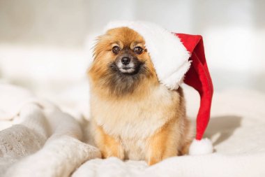 Noel köpek. mutlu yeni yıl kartı 2018 yıl köpek simgesiyle