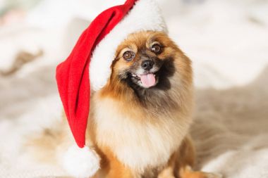 Kırmızı santa şapka güzel Pomeranya köpeği.
