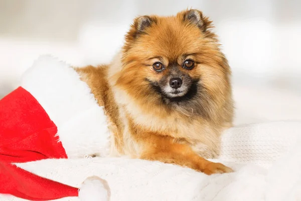 Noel köpek. mutlu yeni yıl kartı 2018 yıl köpek simgesiyle — Stok fotoğraf