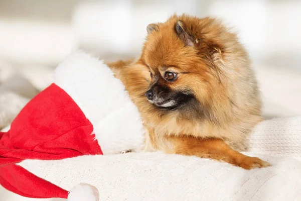 クリスマス犬。新年あけましておめでとうございますカード 2018 年犬のシンボルと — ストック写真