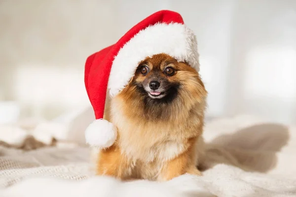 Cão de Natal. feliz ano novo cartão 2018 com o símbolo do cão ano — Fotografia de Stock