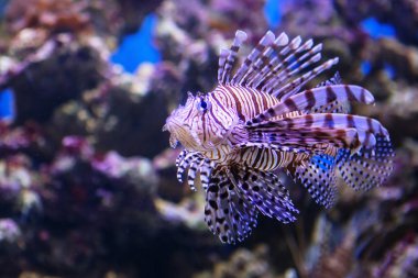 Pterois volitans. Kırmızı lionfish (Pterois volitans) akvaryum balık. Güzel ve tehlikeli Lionfish (Pterois mil)