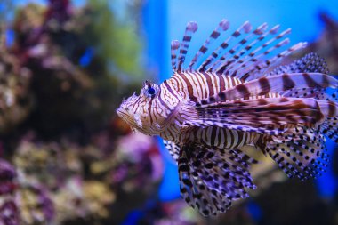 Pterois volitans. Kırmızı lionfish (Pterois volitans) akvaryum balık.