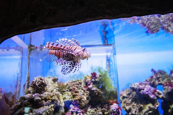 Beautiful and dangerous Lionfish (Pterois miles) — Stock Photo, Image