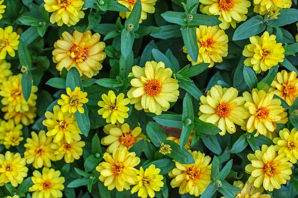 Sanvitalia procumbens. Tappeto giallo di fiori — Foto Stock