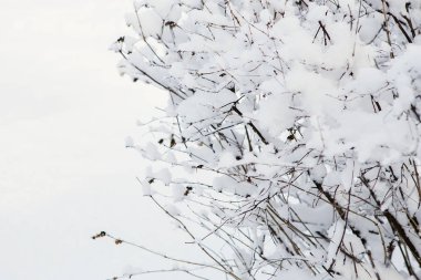 Kış arka plan. Ağaçlar ve çalılar karda.