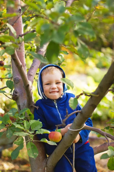 En liten pojke sitter på ett äppelträd. — Stockfoto