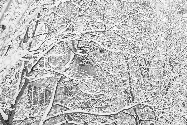 Зимний Фон Деревья Кусты Снегу — стоковое фото