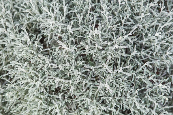 Bomull lavendel eller grå Santolina (Santolina chamaecyparissus) — Stockfoto