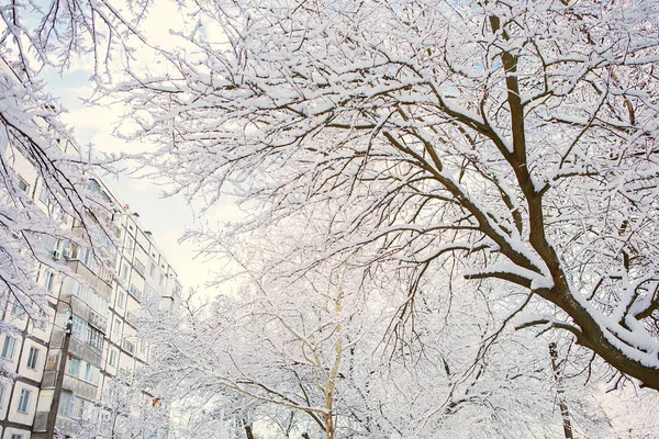 Zima Tle Drzewa Krzewy Śniegu — Zdjęcie stockowe