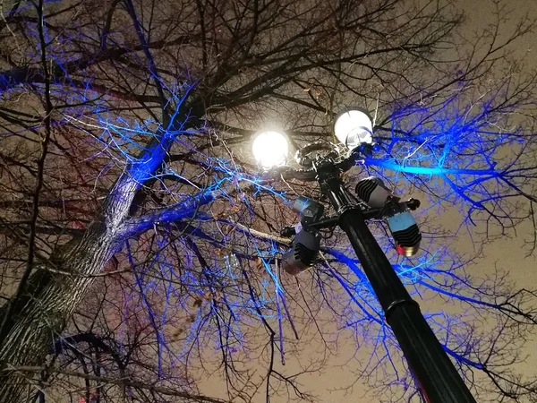 Street tree decoration with coloured led lights in the New Year eve